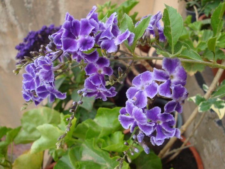 . (Duranta)       ,    ... - 3