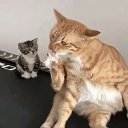 ���� �������, �����, 71 ��� - ��������� 10 ������ 2019 � ������ ���� ����������