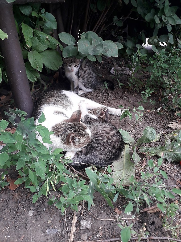 Котята:(.---Флора