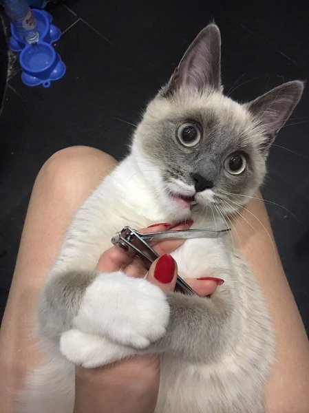 #Безкота_добро.Нашли в подъезде . Забрали в семью из двух котов . Теперь их у нас три . - 6