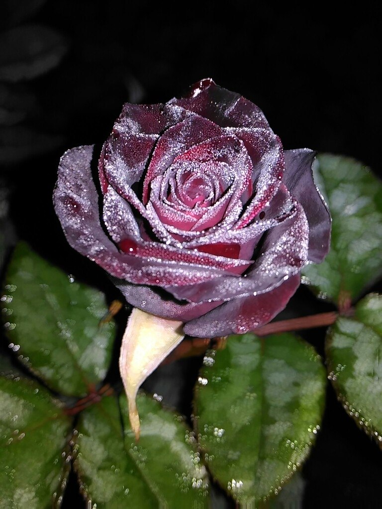 Black Baccara - 3