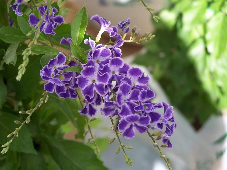 . (Duranta)       ,    ...