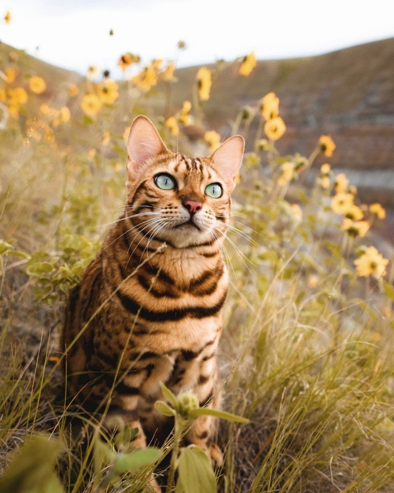  .: sukiicat ()#@ican - 9