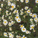 ���� ��������� *******, ����, 66 ��� - ��������� 15 ���� 2019 � ������ ���� ����������