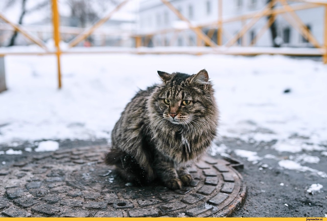 Котенок холодный. Бездомный кот. Бездомные кошки зимой. Уличные коты. Бродячий кот.