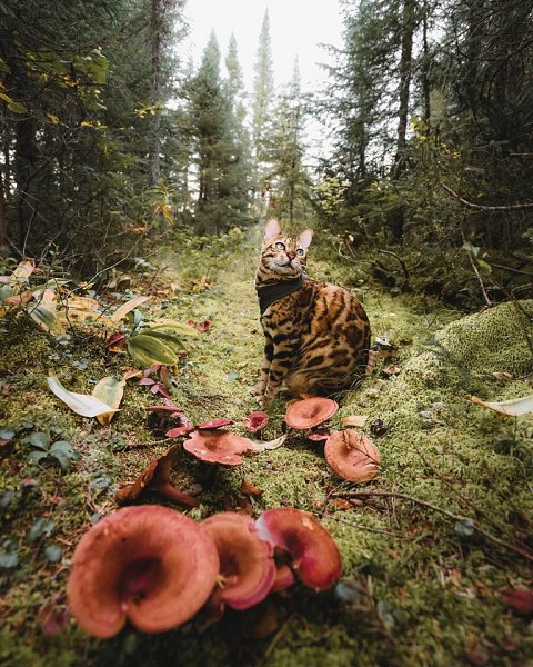 Милый путешественник.Автор: sukiicat (Инстаграм)#настроение@ican - 5