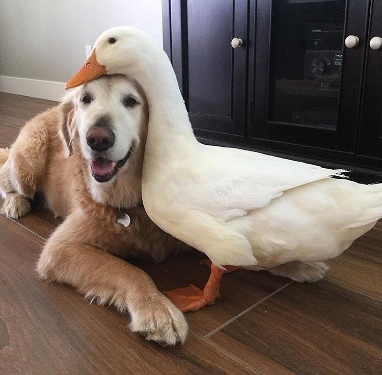 M  o 