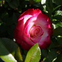  , , 70  -  18  2019   CA_2019_San Jose_Rose Garden