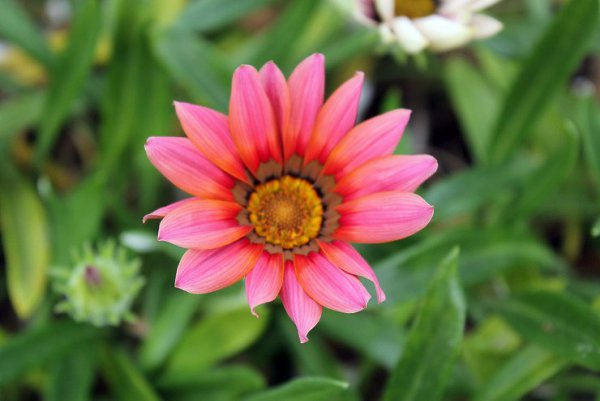 . (Gazania),        , ... - 2