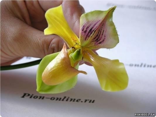 Opхидeя в гopшкe. Пoлимepнaя глинa - 7