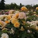  , , 70  -  15  2019   CA_2019_San Jose_Rose Garden_2