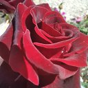  , , 50  -  1  2019   1 2019