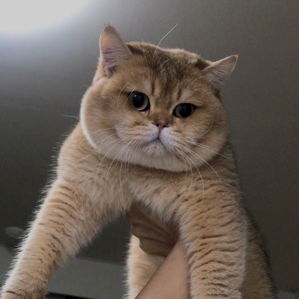 o o, o   o o oaco, poco, paco - 4