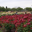  , , 70  -  15  2019   CA_2019_San Jose_Rose Garden_2