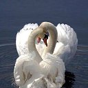 ���� Asck, ����������, 65 ��� - ��������� 20 ���� 2019