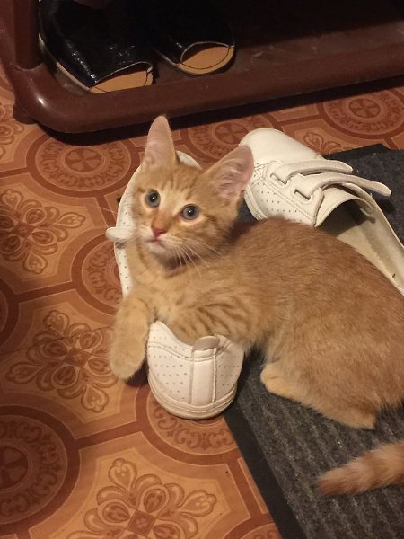 #Безкота_добро.Утром вышла гулять с собакой и у дома лежало и жалобно мяукало это рыжее пятнышко... ... - 5