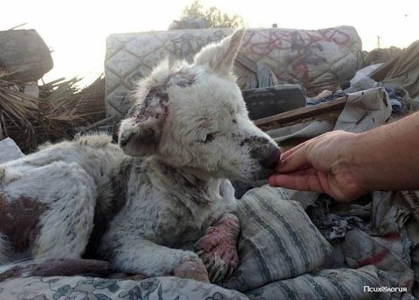 Мы все исцеляемся любовью. Этот песик тому подтверждение..