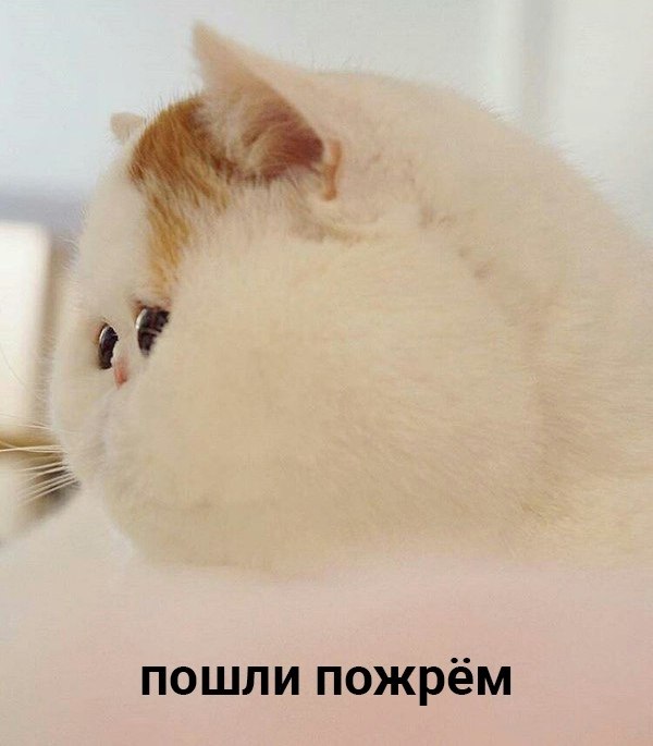 :     ,   ,     . ...