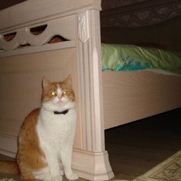 ���, ���������