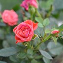 ���� ������, �����-��������� - ��������� 21 ��� 2019 � ������ ���� ����������