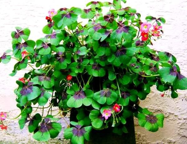 .   (Oxalis)         ... - 2