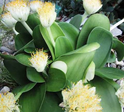 ��������.��� ��������� (Haemanthus) �� ��������� ����������� ����������� ����� 80 �����, ������� � ... - 3