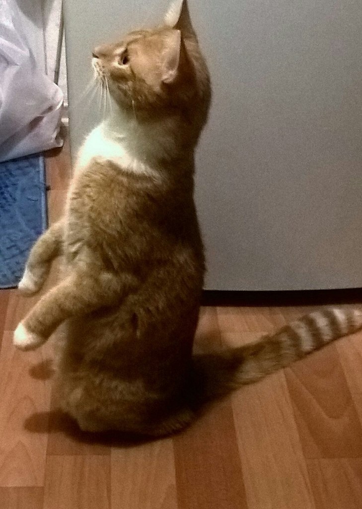 o  ac  ?