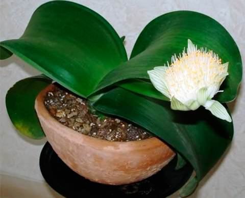 ��������.��� ��������� (Haemanthus) �� ��������� ����������� ����������� ����� 80 �����, ������� � ... - 4