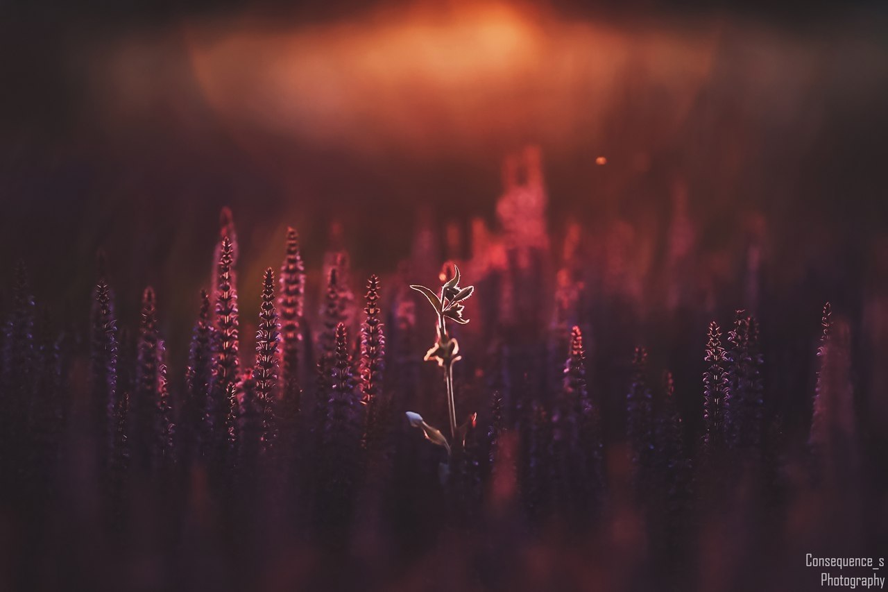 Consequence_s Photography