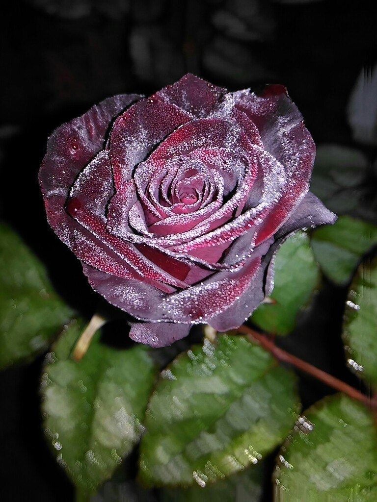 Black Baccara - 5