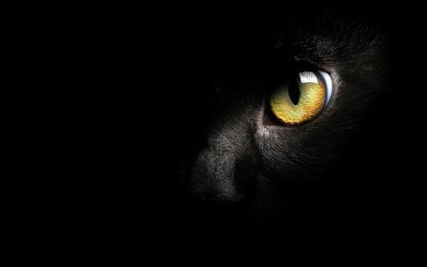 Я подолгу смотрю в глаза нашей кошке. Иногда я вижу там кокетство. Порой – спокойную, хозяйскую ...