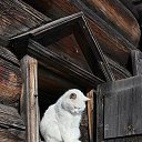 ���� Grus, �������� - ��������� 21 ������ 2019 � ������ ��������