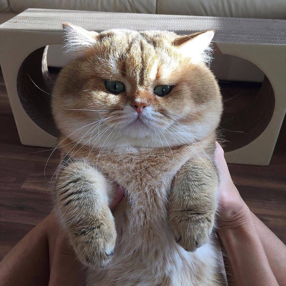 o o, o   o o oaco, poco, paco - 5