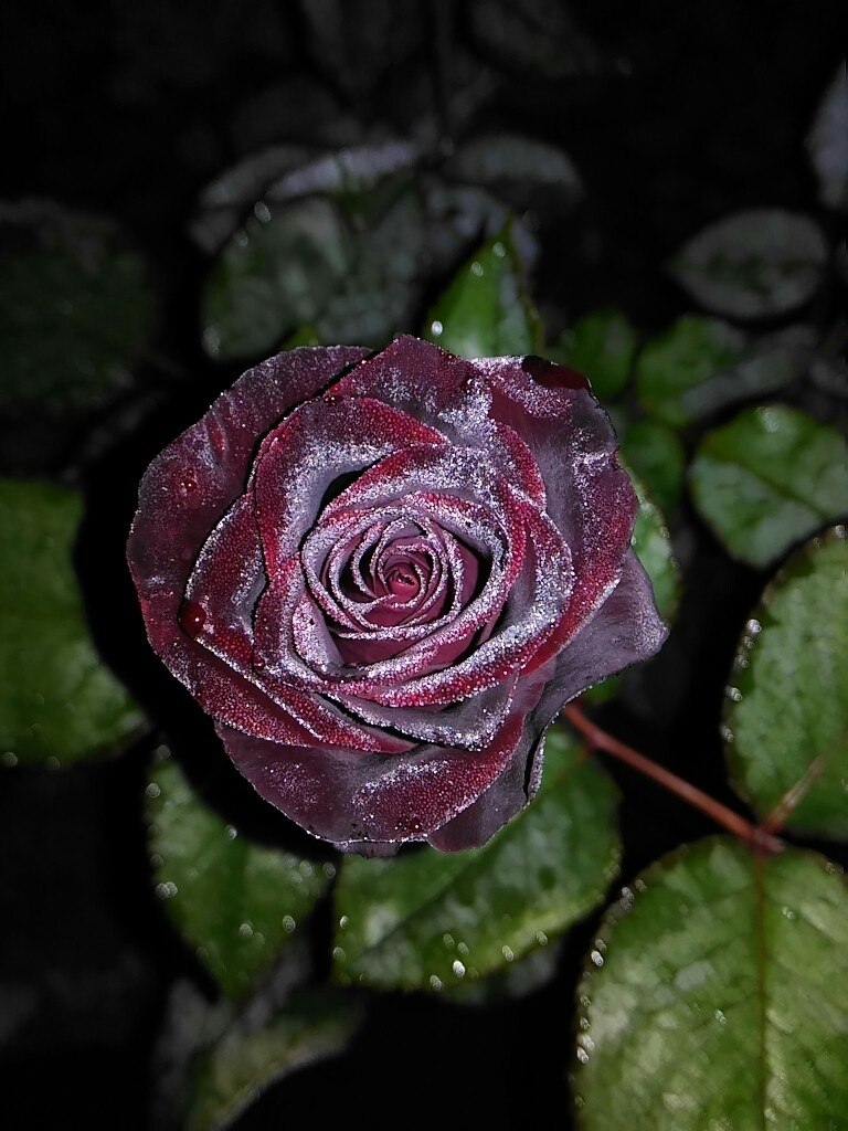 Black Baccara - 4