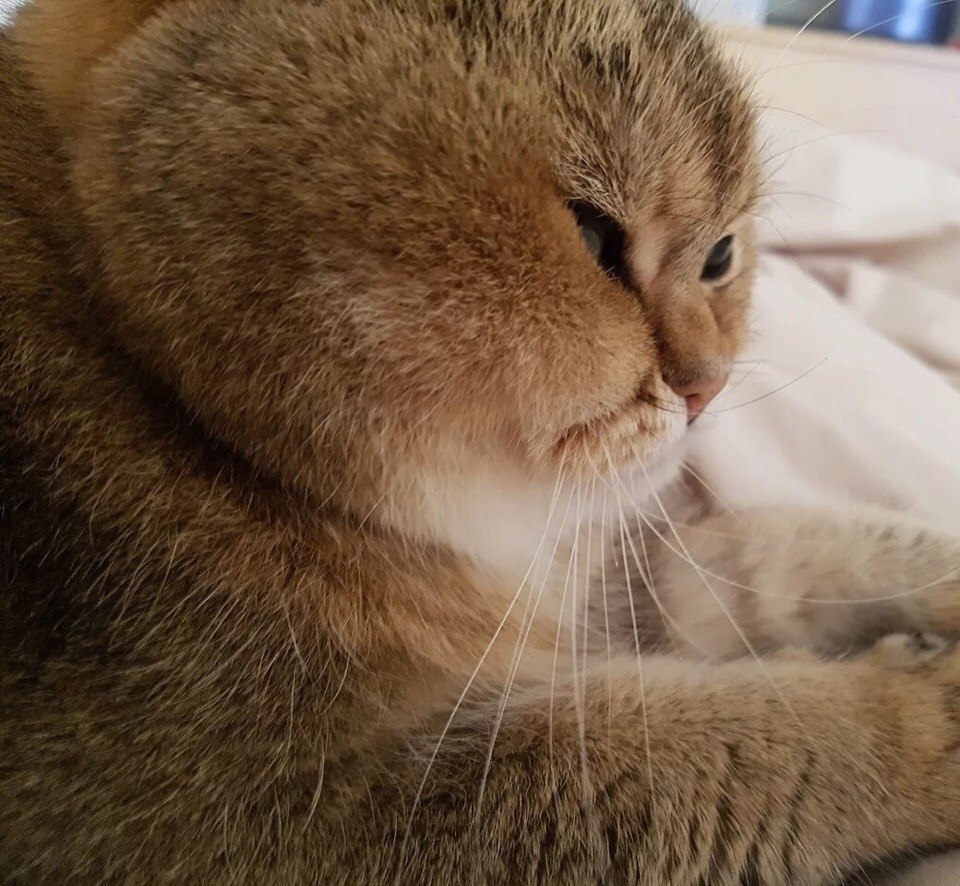 o o, o   o o oaco, poco, paco