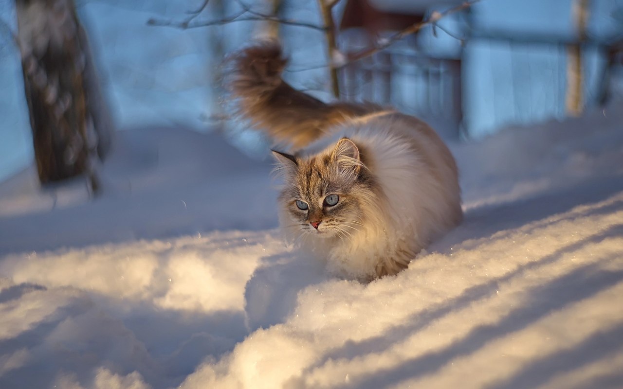 Снежка пушистая. Кот зима. Кошки зимой. Кот в снегу. Пушистая зима.