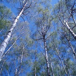 ���� ������ �����, �������, 63 ���� - ��������� 26 ��� 2019