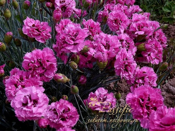   ,    . - 17  2019  22:03