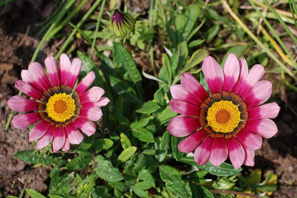 . (Gazania),        , ... - 3