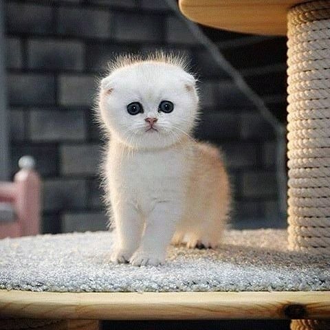 cc  ?