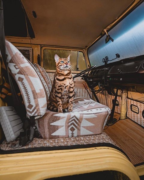 Милый путешественник.Автор: sukiicat (Инстаграм)#настроение@ican - 8