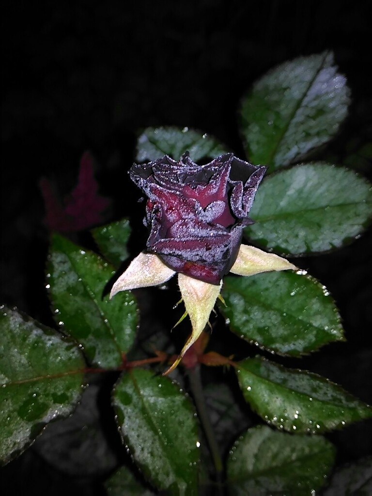 Black Baccara