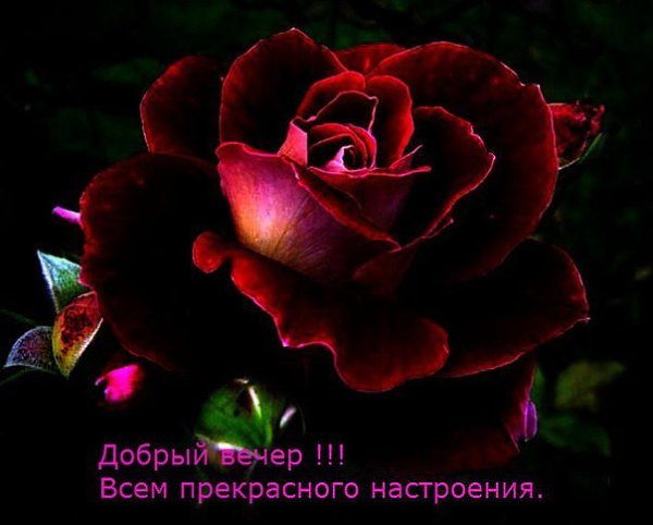   ,    . - 17  2019  17:40 - 2