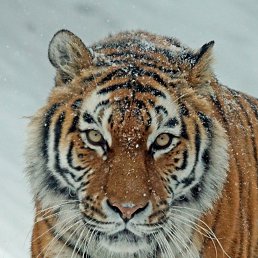 ������� ��������, ��������, 45 ���