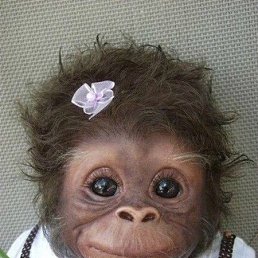 �����, ������ ��������, 63 ����