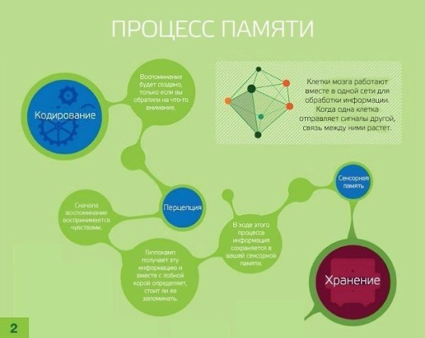 Работа памяти и способах её улучшения. Подборка советов. - 3