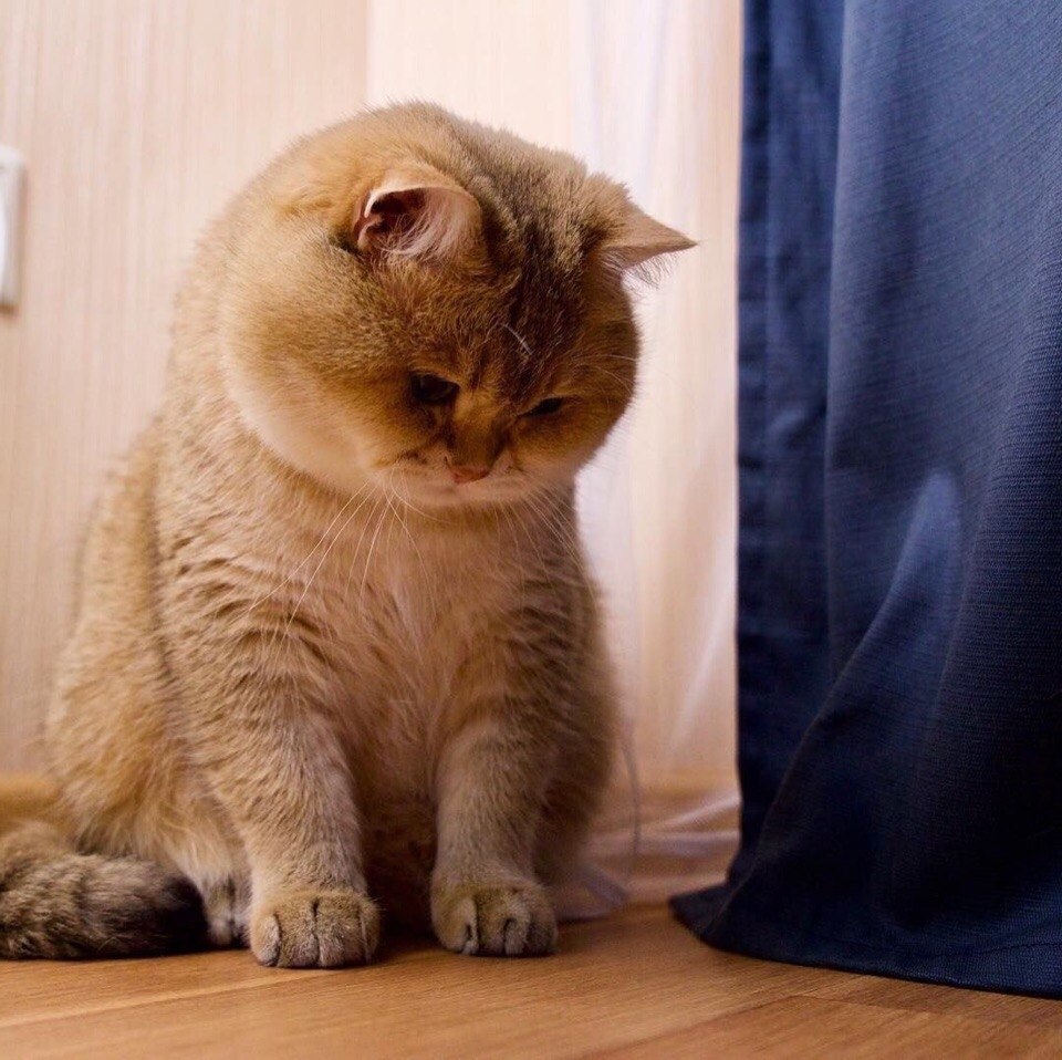 o o, o   o o oaco, poco, paco - 6