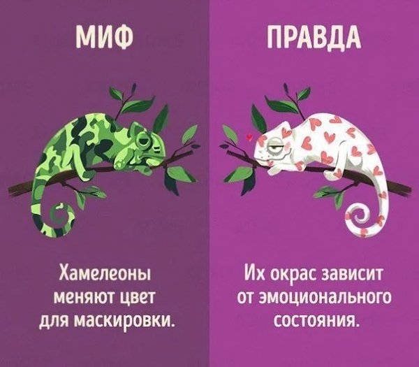 Подборка 10-ти мифов о животных. Все мы верили в это с детства, но в один миг мы узнаем что это всё ...