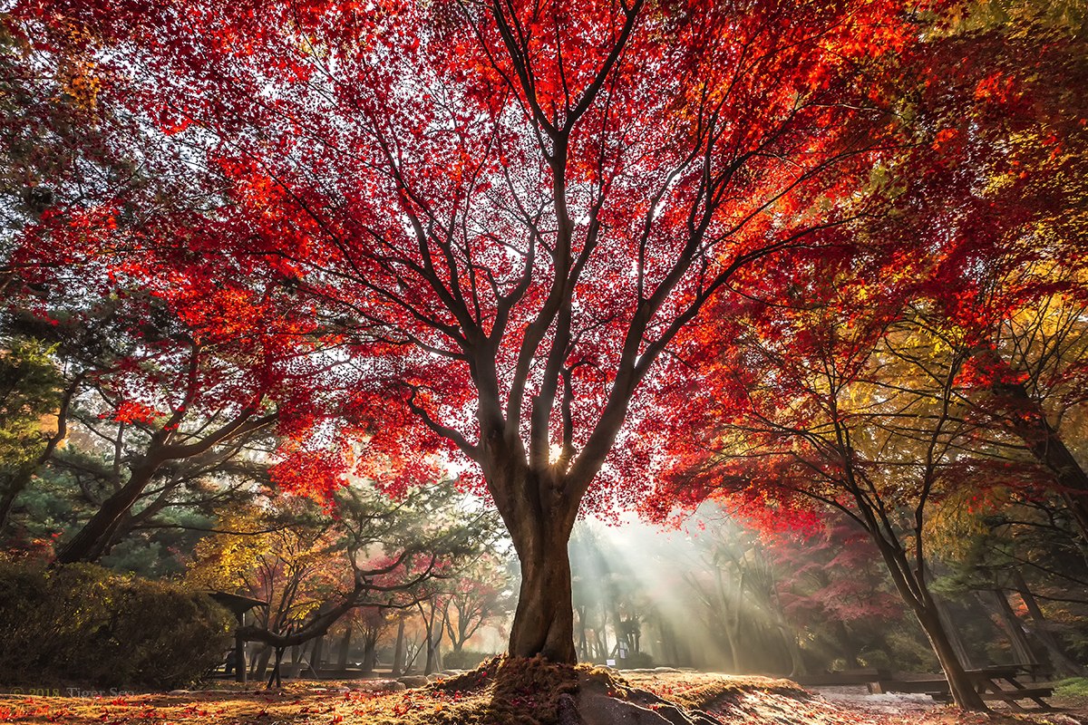 Red tree.Tiger Seo