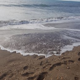 Foca, , 51 